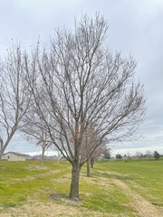 Quercus castaneifolia