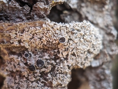 Physcia millegrana