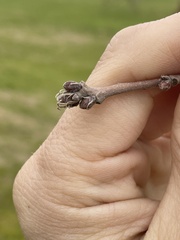 Quercus castaneifolia
