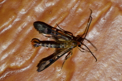 Synanthedon acerni