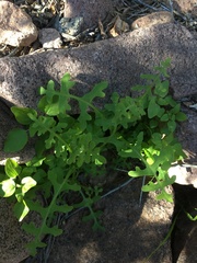 Hydrophylloideae