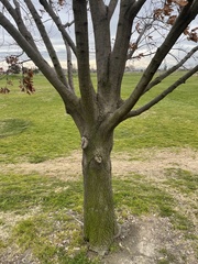 Quercus castaneifolia