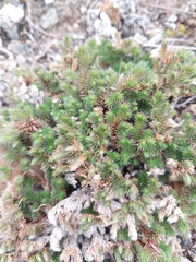 Selaginella hansenii
