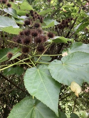 Entelea arborescens