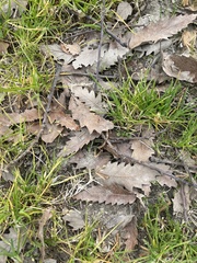 Quercus castaneifolia