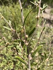 Acacia aspera