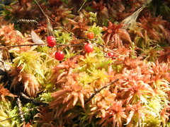 Maianthemum trifolium