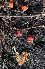 Hygrocybe laetissima