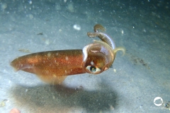 Sepioteuthis australis