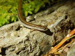 Eurycea quadridigitata