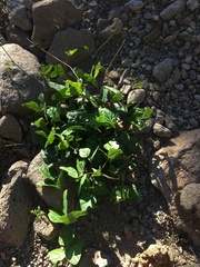 Phaseolus filiformis