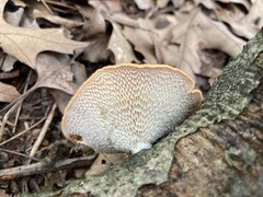 Neofavolus americanus