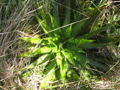 Eryngium serra