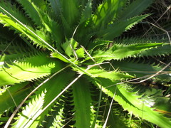 Eryngium serra