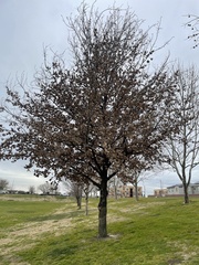 Quercus × carrissoana