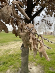 Quercus × carrissoana