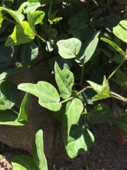 Phaseolus filiformis