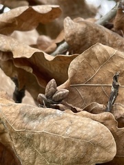 Quercus × carrissoana