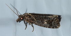 Phtheochroa
