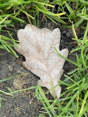 Quercus × carrissoana