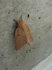 Adeloneivaia subangulata