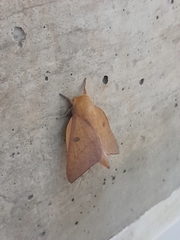 Adeloneivaia subangulata