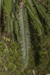Blechnum arcuatum