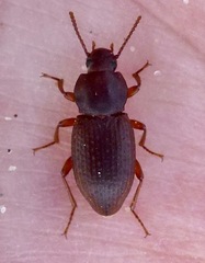 Epantius obscurus