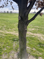 Quercus × carrissoana