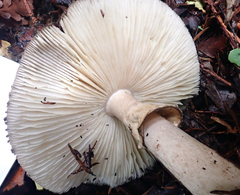 Amanita australis