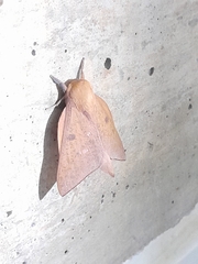 Adeloneivaia subangulata