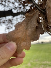 Quercus × carrissoana