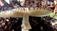 Amanita australis