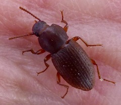 Epantius obscurus