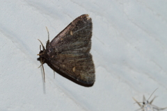 Idia diminuendis