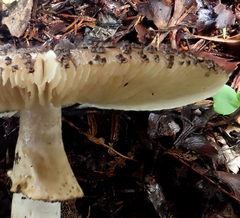 Amanita australis