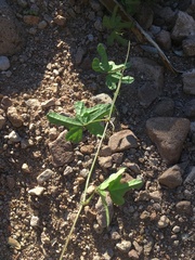 Phaseolus filiformis