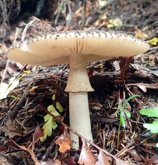Amanita australis