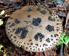 Amanita australis