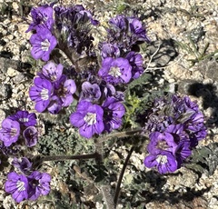 Phacelia crenulata
