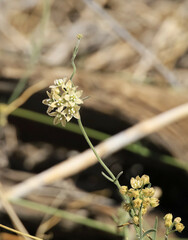 Funastrum hirtellum