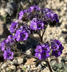 Phacelia crenulata