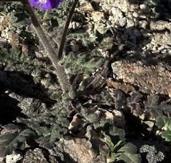 Phacelia crenulata