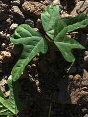 Phaseolus filiformis