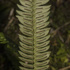 Blechnum arcuatum