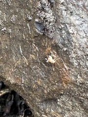 Myrmecophilidae