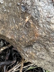 Myrmecophilidae