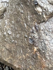 Myrmecophilidae