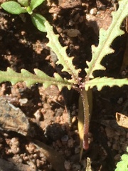 Eulobus