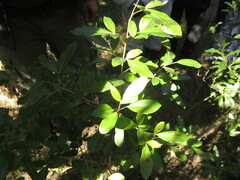 Lithraea brasiliensis